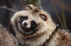 tanuki raccoon tail raccoons racoon tanukis mapache trash lbs parece hibernate weigh