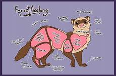 ferret anatomy ferrets cute funny meme etsy baby english print hurones animales parts saved animals visit adorables halle article