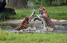 tiger safari tadoba zoo wildlife wild jaguar animal playing andhari cats cubs tigers fighting jungle cub bengal fauna cat big
