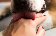 licked contracting voer hond verteerbaar lick ate licks