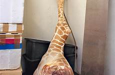 animals zoo giraffe killing kill animal propped freezer leg boxes food next magazine yorker walk odense