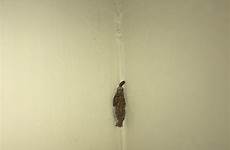 crawling wall bug insect bedroom found comments lower its slow live part whatsthisbug