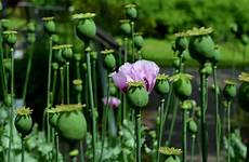 poppy opium wallpaper purple seed wallpapers heads summer desktop background 4k laptop flower capsules