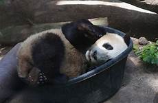 tub wu choose board mr cute panda