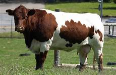 breeds cow cattle cows pinzgauer brown swiss american maine anjou moo beef horse maths problem reception farm calves class animals