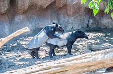 tapir mating zoo fuengirola wild male preview