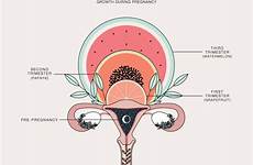 uterus anatomy pregnancy growth duvet during days designs illustration womb utérus placenta illustrations birth anatomie arte day lungs anatomia grossesse