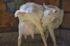 goat vulva kidding farmer peg