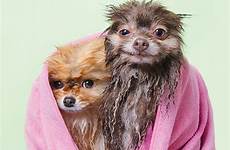 dogs wet hilarious bath during time pomeranians chelsea maxim left right year old