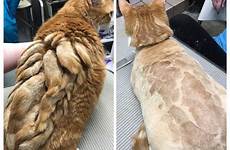 cat shaved cats shave why do grooming fur choose board sometimes choice
