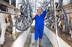 lactation dairy cows solutions cargill cow animal
