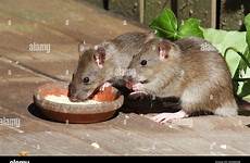 rats brown young feeding two rattus norvegicus bowl alamy stock