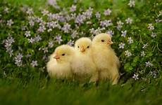 chicken baby cute chickens chicks wallpaper wallpapers cool animal little desktop background chick backgrounds quotes awesome bunnies high quotesgram wallpaperaccess
