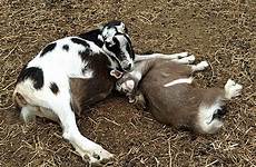 goat nap afternoon takes