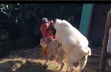 mating goat breeding boer metting