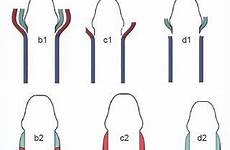 foreskin anatomy schematic uncircumcised normal human