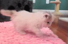 gif cutest cute visit giphy kitten kittens animated