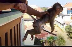 monkeys abuse beaten tortured torture footage lacking fury sparks cambodia organisation existing sun
