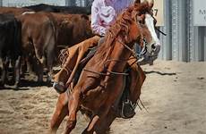rodeo reining gaucho cavallo monta horseback equestre animali bestia equitazione azione attraente soma tradizionale groppa stallone scena charreada occidentale pxhere