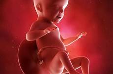 ultrasound fetus semanas embarazo fetal symptoms feto minggu expect hamil does momtricks growth babymigo brightcolormom