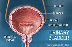 urinary bladder detrusor rugae urine ureters