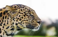 leopard profile nice flickr