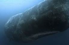 whales dick moby real humans attack do whale bbc revenge but really brains capable undoubtedly acts complex they