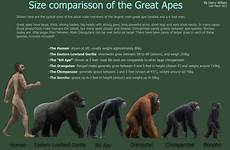 gorilla ape size human great tall comparison chart gorillas height apes deviantart harry fox bili species primate foot lion facts