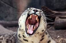 leopard snow yawning wolf mouth happened thing funny grey laughing similar publicdomainpictures wrote