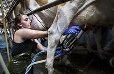 milking cows guernsey infections mastitis clinical subclinical