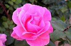 pink rose beautiful domain public romantic stock publicdomainpictures needpix
