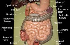 anus anatomy digestive organs nursing brain physiology
