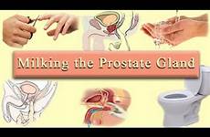 prostate milking gland