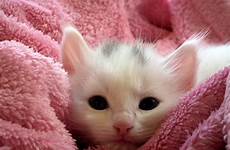 kitten kittens syndrome fading signs need know mignon chaton petit google domain public newborn