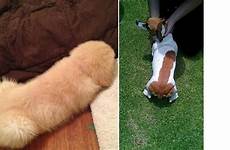 dogs look dicks dog funny wiener cock visit things puppy