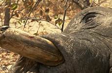 elephants tusks poachers botswana