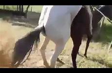 horse mare mating