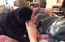 licking cat foot