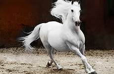 stallion andalusian hdwallpapers
