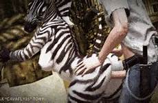 tumblr zebra wild