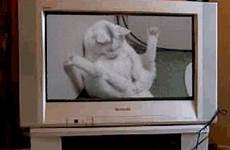 tv cat gif giphy gifs