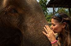 elephant tourist elephants tronco beija elefantes elefante