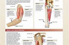 muscles insertions origins body actions anatomy their human muscle choose board