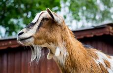 zoo reasons goats
