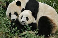 panda zoo national pandas dc giant washington baby getty dutch cub born