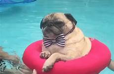 swimming pug dodo trilogy gaming zwembad summertime eindhoven blues aanbiedingen hitte nabij plekken zwemmen horloge korting tofste zonnebril nadar saben