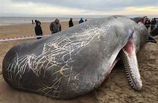 whales sperm beached squid whale scratches hunstanton skegness butler andy mouth