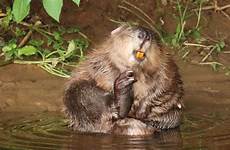beaver beavers otter devon wild flooding symes mates dams catchment mammals norfolk biosphere updates soil fertilisers manure cleaned slurry filtering