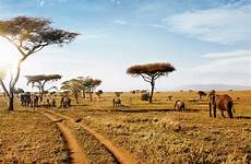 safari kenya serengeti shutterstock hwange destinations supervising safaris zimbabwe canadians encounters extremely