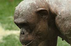hairless chimp mongo jambo twycross rekkers berbulu simpanse beaton unexpectedly